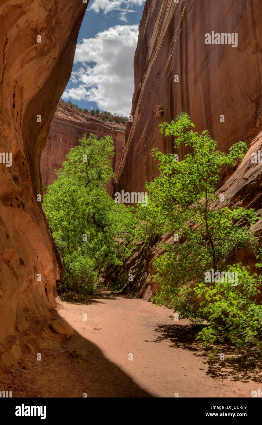 Eine kurze Slotcanyon auf der Seite des Long Canyon, im Grand Staircase-Escalante National Monument, in der Nähe von Boulder, Utah Stockfoto