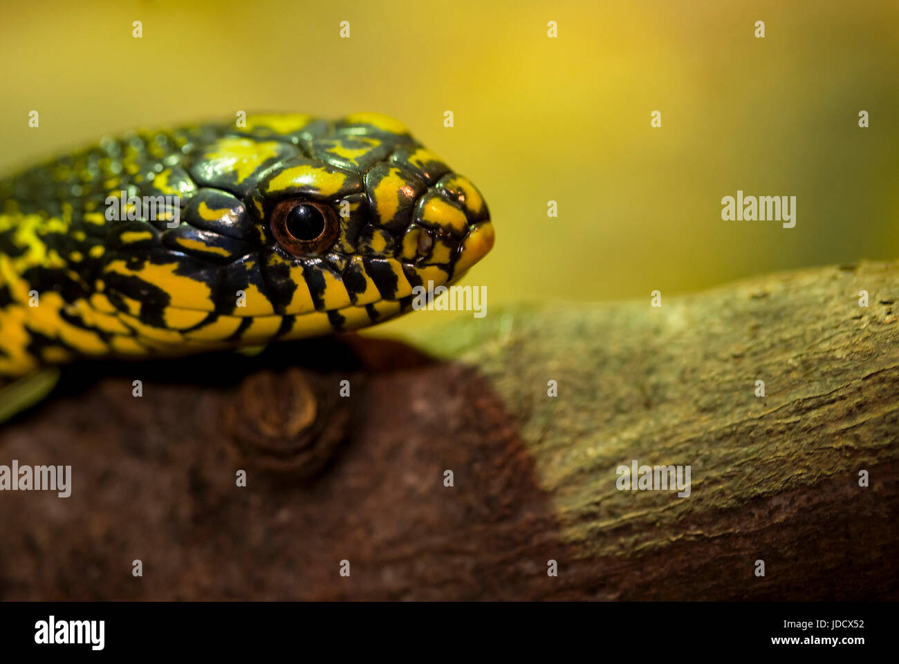 Ein Kopf eines Königs Ratte Schlange Stockfoto