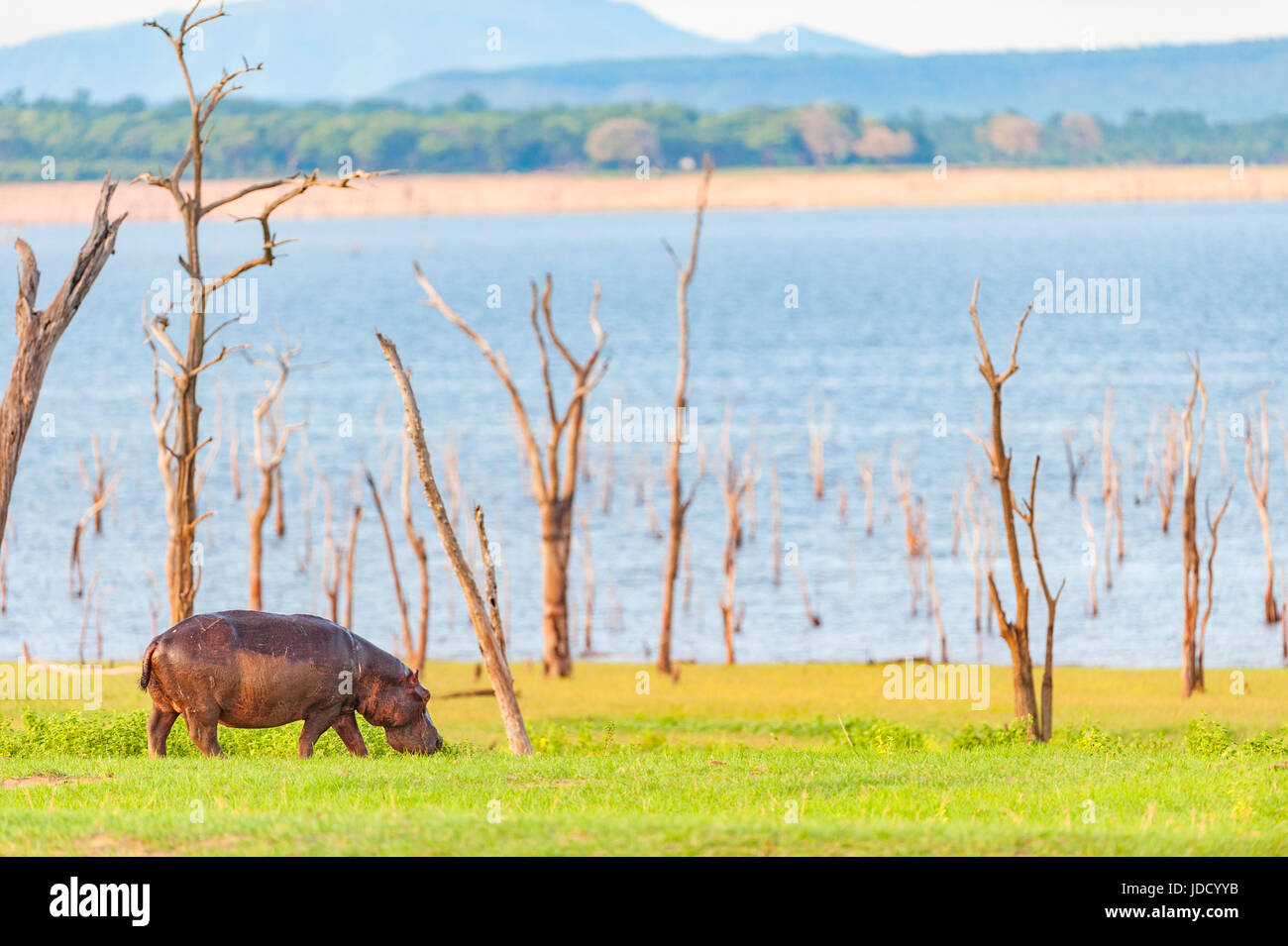 Eine große Flusspferd Hippopotamus amphibius Schürfwunden am Ufer des Lake Kariba in Simbabwe. Stockfoto