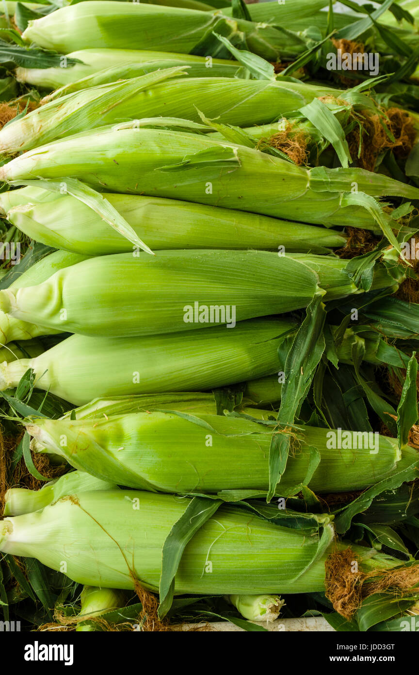 Ohren von frischer Zuckermais auf dem Display auf dem Bauernmarkt Stockfoto
