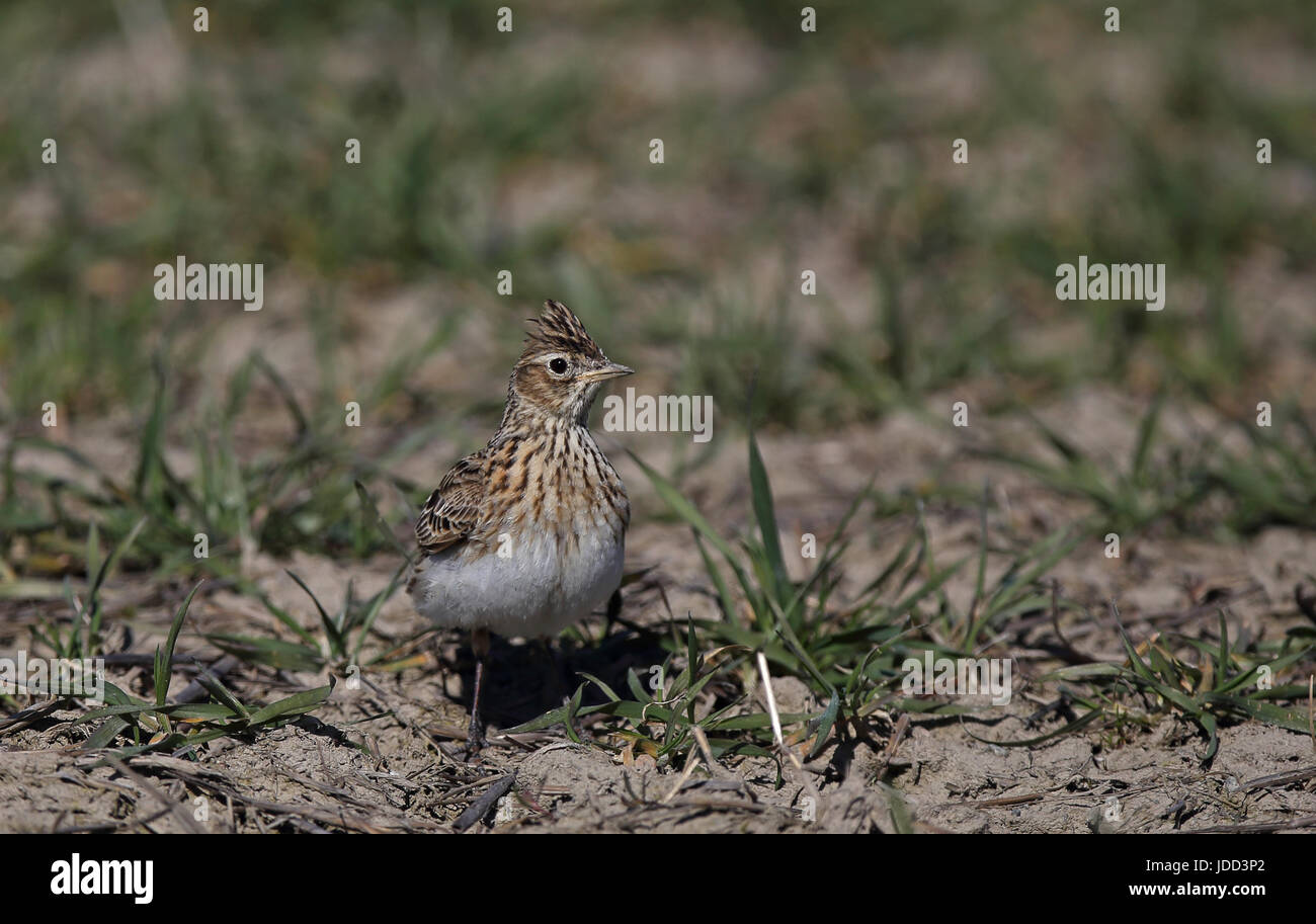 Eurasische Feldlerche, Alauda arvensis auf dem Feld sitzend Stockfoto