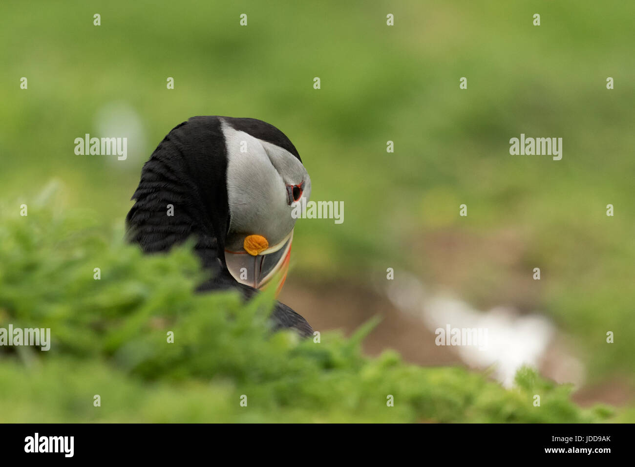 Denken Stockfoto