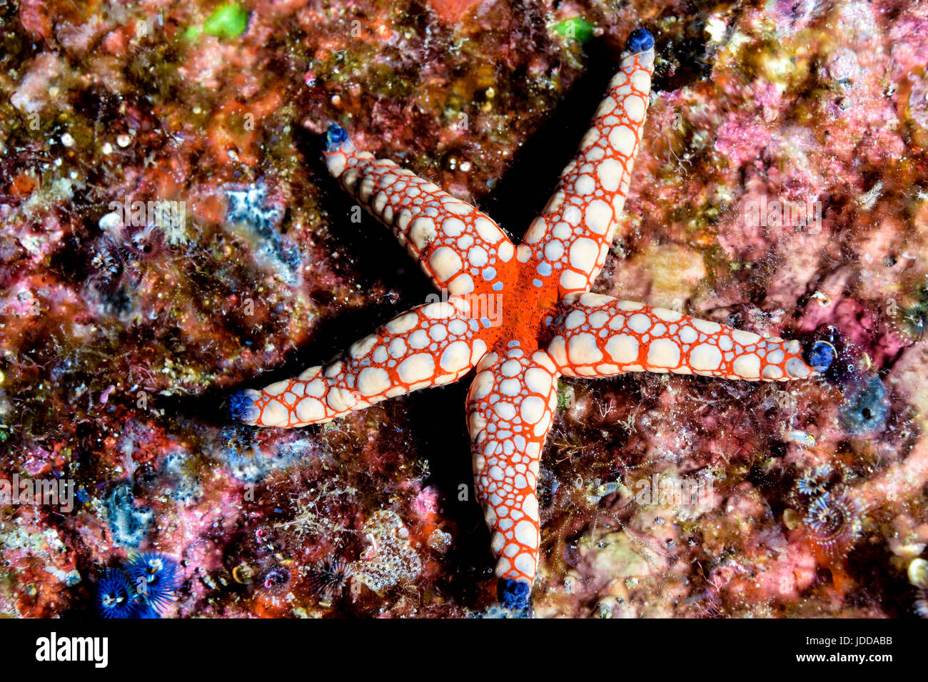 Red Star Fisch auf Thailand Riff Stockfoto