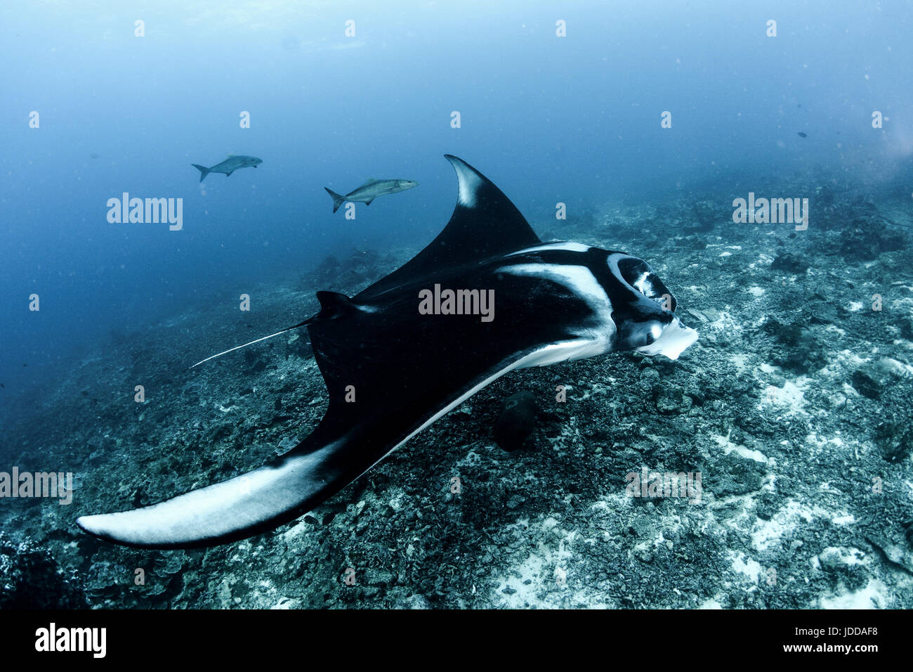 Giant Manta Ray in Koh Bon, Thailand Stockfoto