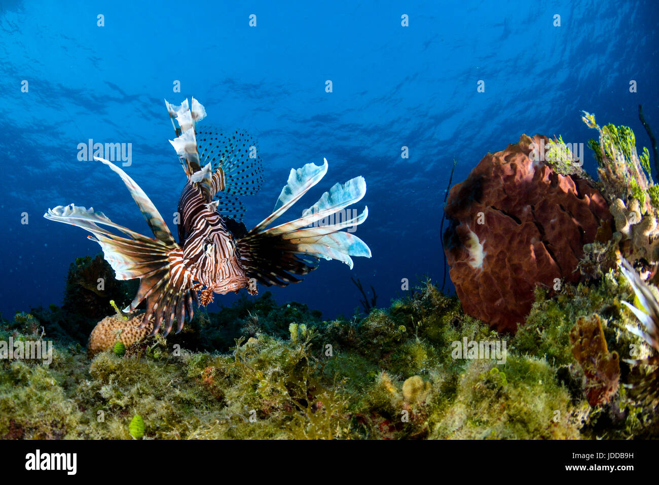 Löwenfisch über Korallenriff auf Bahamas Stockfoto