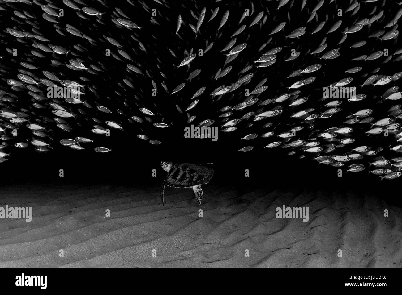 Schildkröte Schwimmen mit Fischschwarm Stockfoto