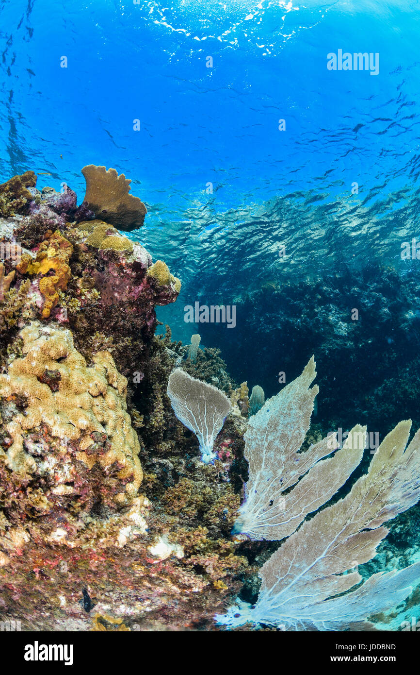 Unterwasser Szene mit bunten Riff und Sonnenlicht auf der Oberfläche Stockfoto