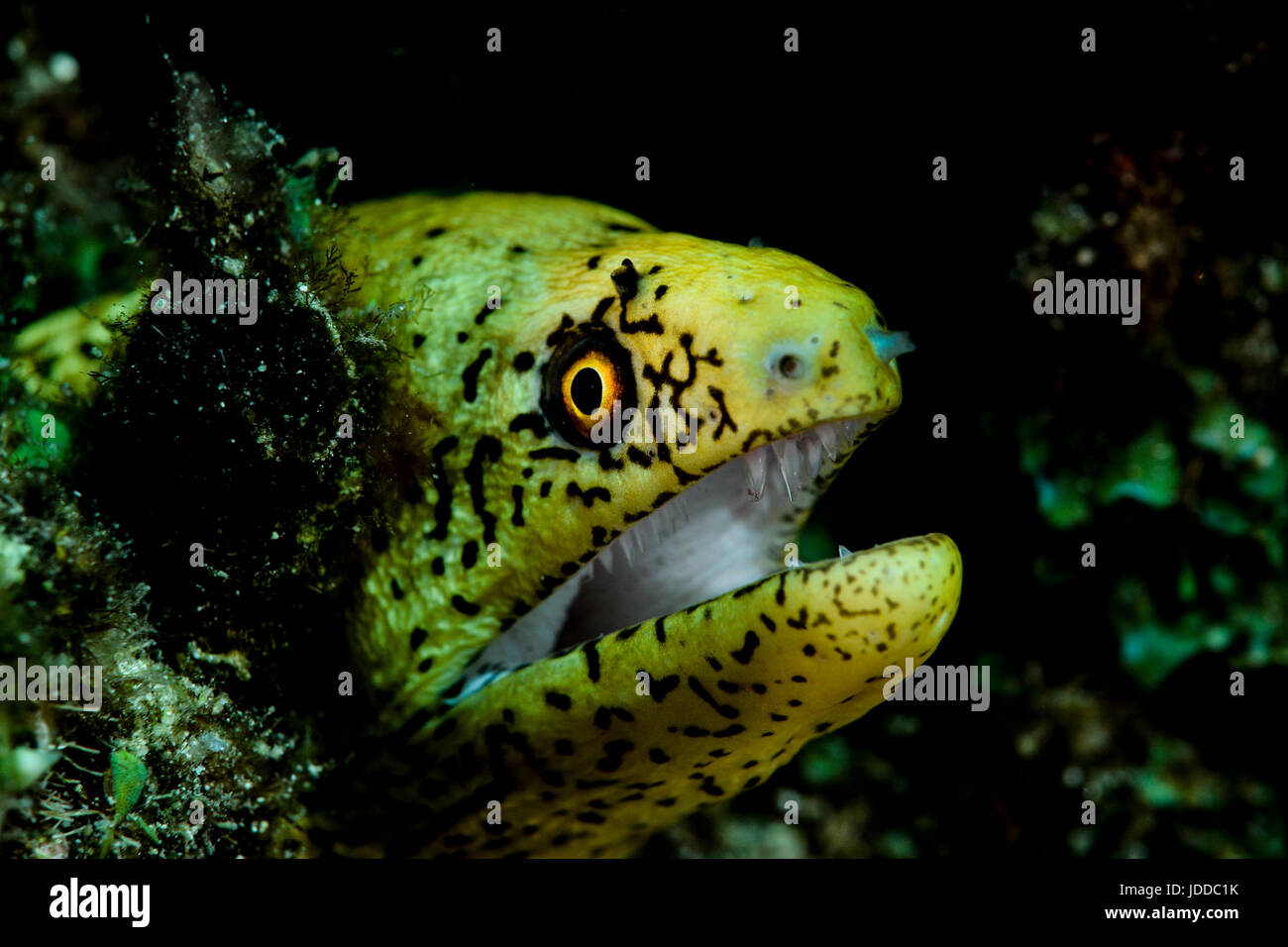 Gelber Muränen mit orangefarbenen Augen Stockfoto