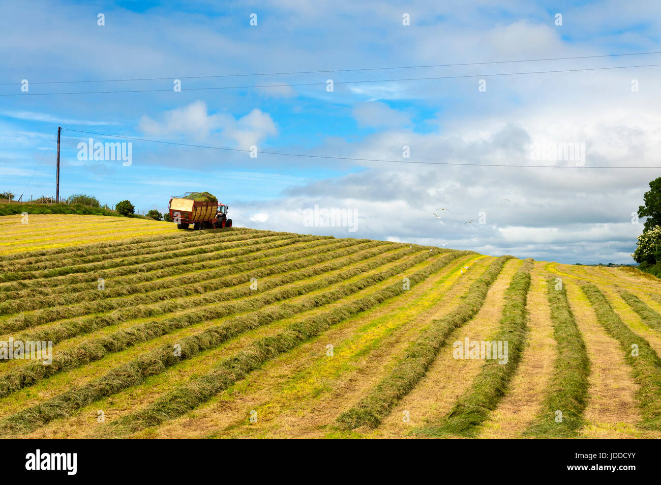 Ardara, County Donegal, Irland Wetter. 19. Juni 2017. Bauern sammeln Silage im Winter, an einem warmen Sommertag an der Westküste als Tierfutter verwendet werden. Bildnachweis: Richard Wayman/Alamy Live-Nachrichten Stockfoto