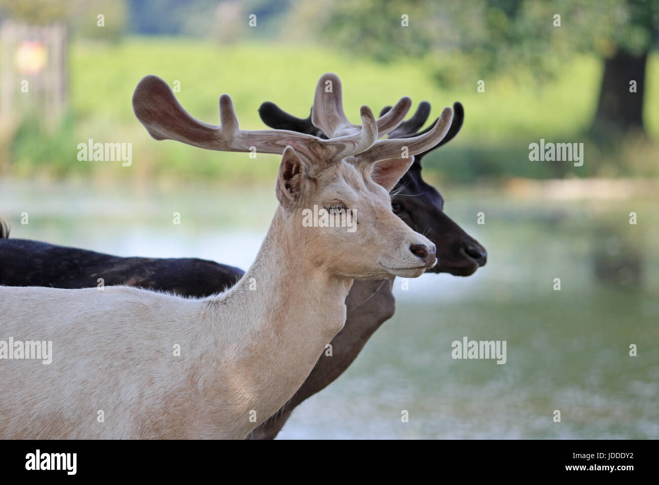 Bushy Park, Teddington, London. 19. Juni 2017. Zwei Rehe beobachten aus dem Schatten eines Baumes in Bushy Park, Teddington an einem anderen sehr heißen Tag in South West London. Bildnachweis: Julia Gavin UK/Alamy Live-Nachrichten Stockfoto