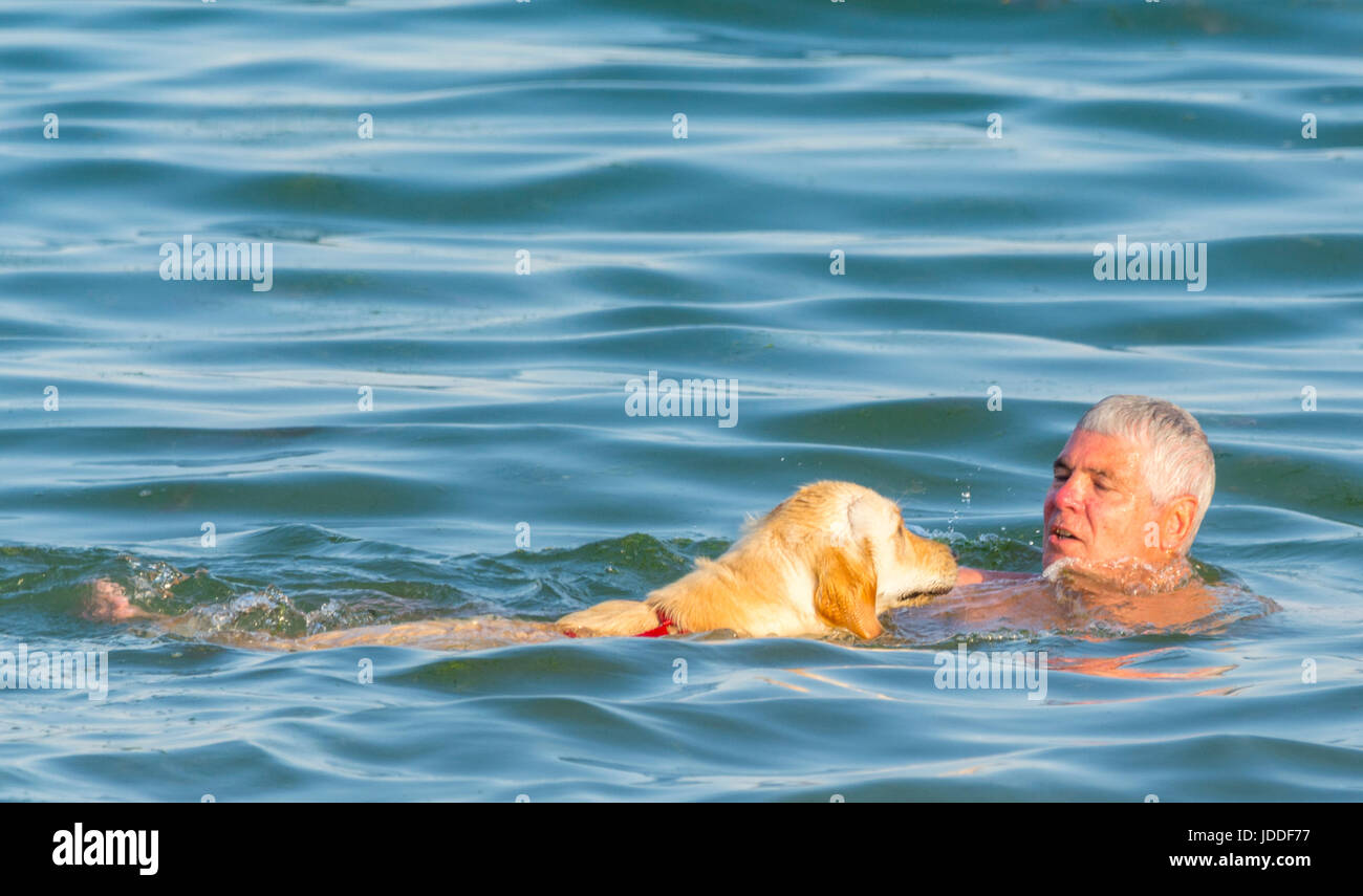 Mann und sein Hund haben einen Abend schwimmen im Meer erfrischen Sie sich während einer Hitzewelle. Stockfoto