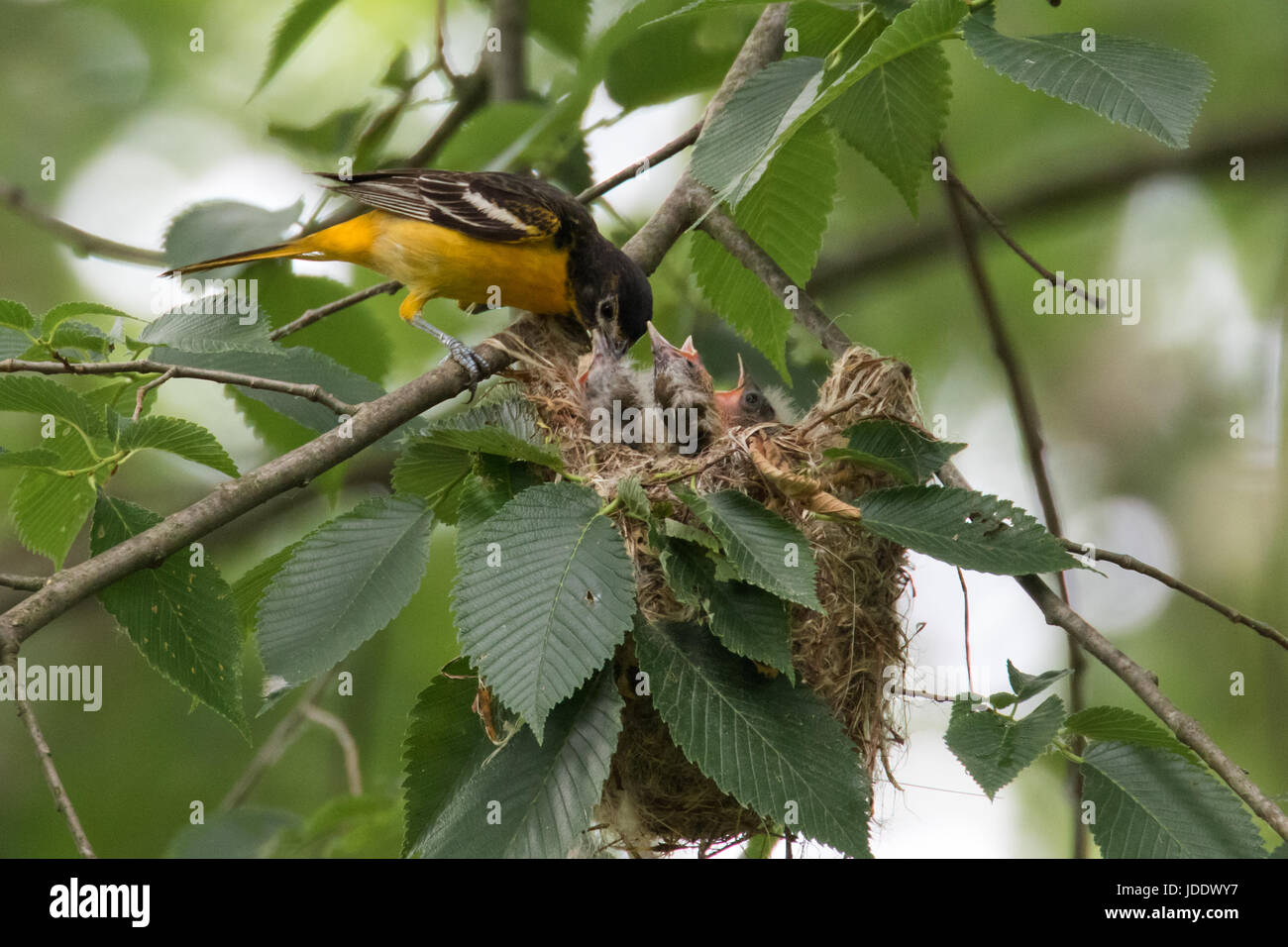 Baltimore Oriole nest Stockfoto