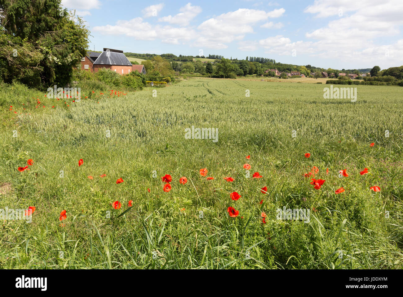 Britische Landschaft im Sommer - Stour Valley Landschaften, Mohnblumen auf einem Feld bei Chartham, Stour Valley, Kent England Großbritannien Stockfoto