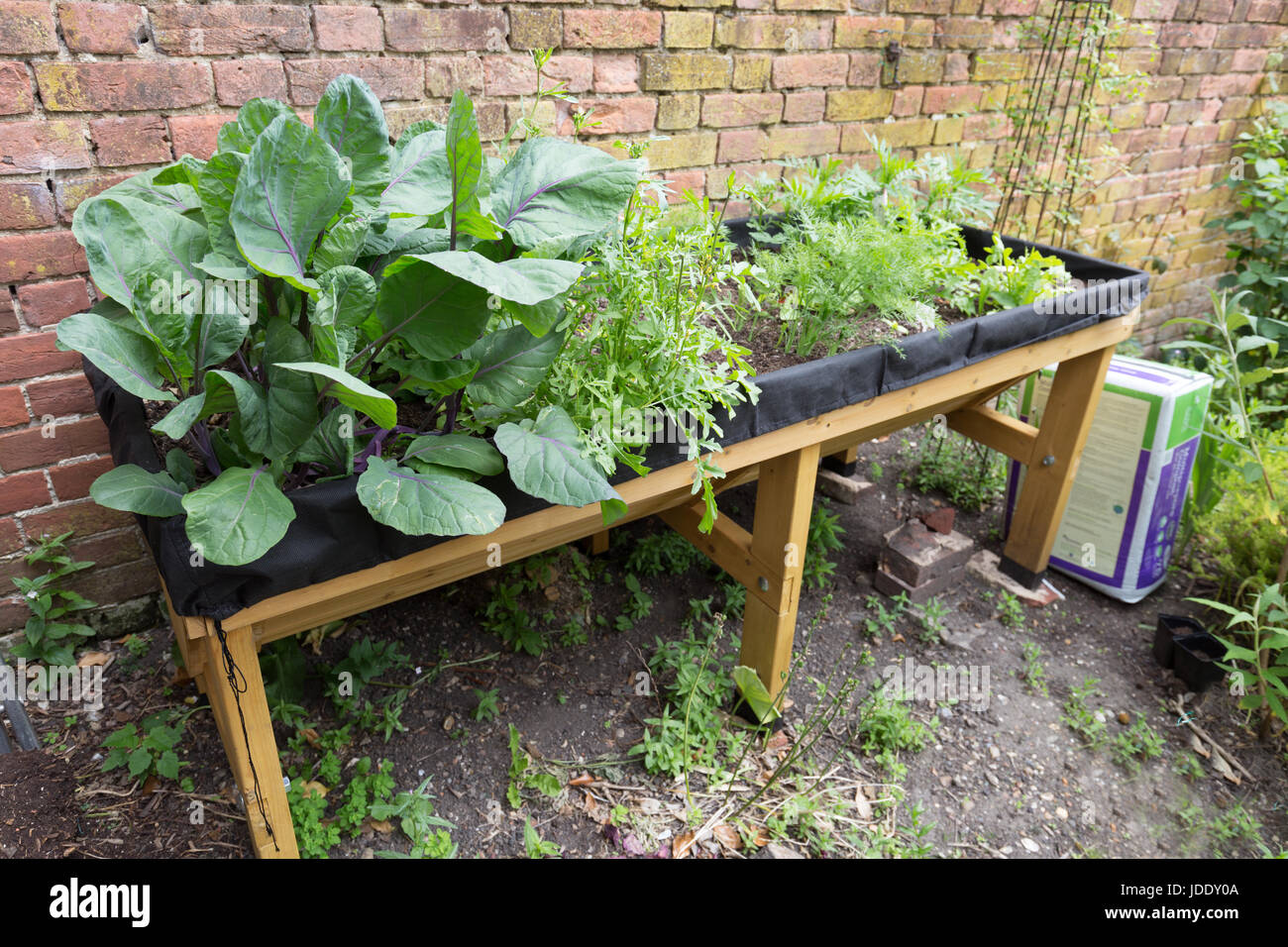 Eine große angehoben Gemüse Trug verwendet zum Anbau von Gemüse in einem Gemüsegarten, Kent, UK Stockfoto