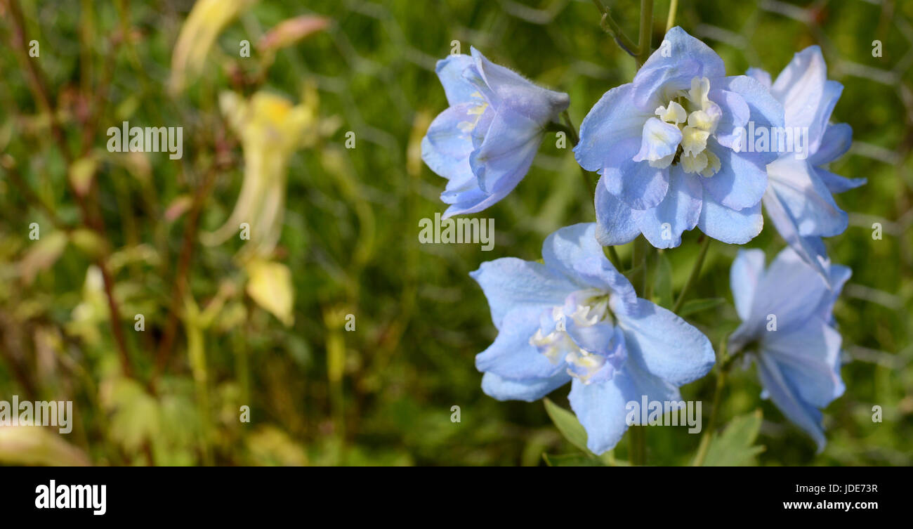 Nahaufnahme des leichten blauen Delphinium Blüten mit zarten Blütenblättern; Sommer-Himmel-Sorte Stockfoto