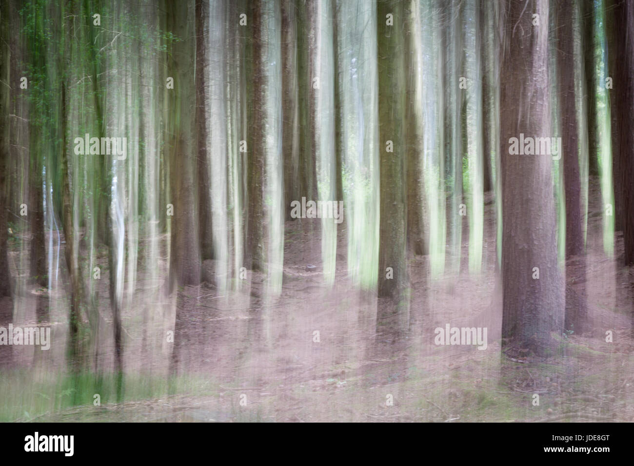 Wildwood, abstrakte Wälder Hintergrund Techniken in der Kamera Stockfoto