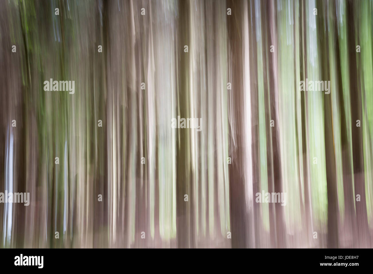 Wildwood, abstrakte Wälder Hintergrund Techniken in der Kamera Stockfoto