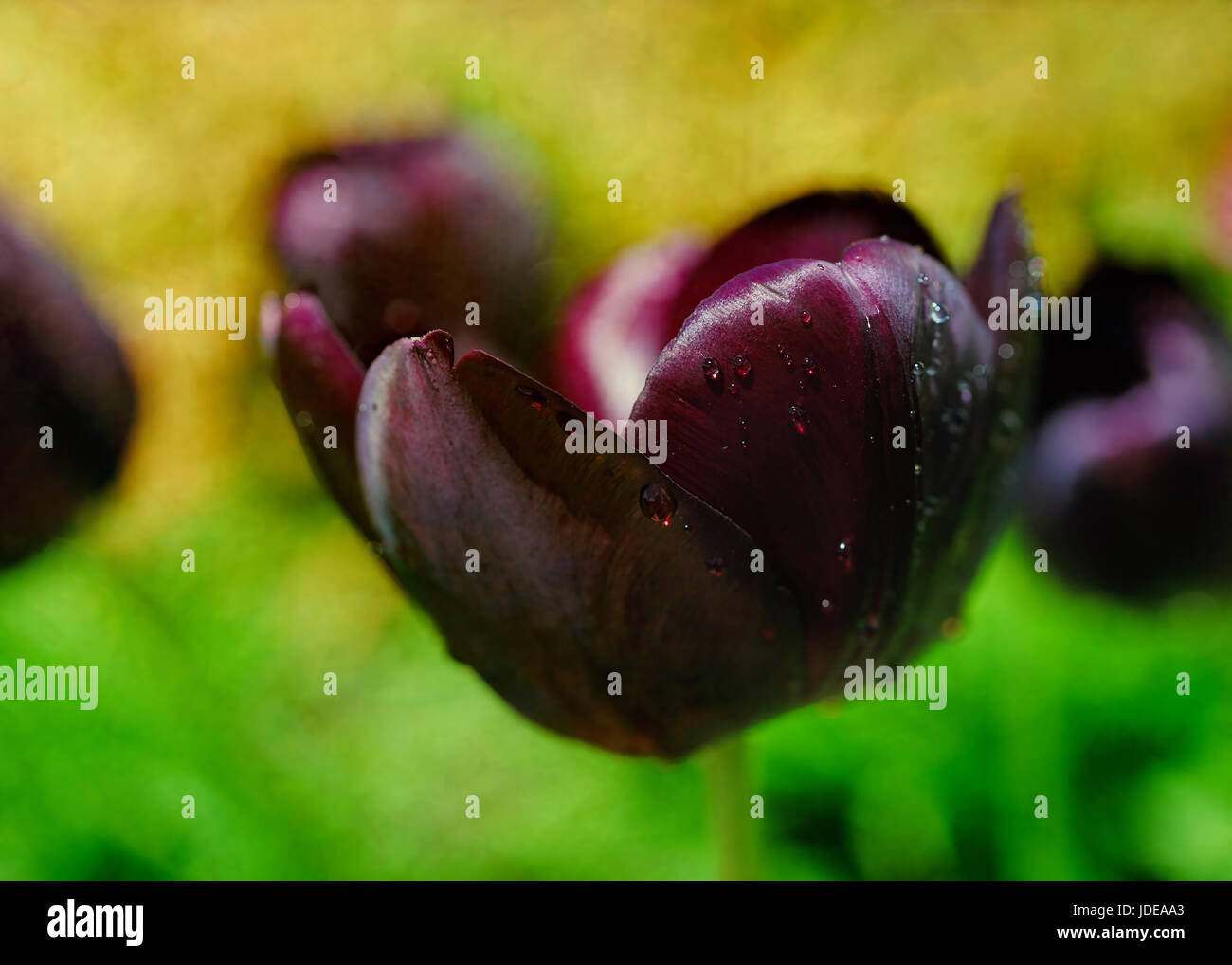 Dunkle purpurrote rote Tulpe, das fast schwarz namens "Prinz Charles", im Frühlingsgarten. Fotografiert mit einem Spezial-Objektiv, flachen Dof Eff zu produzieren Stockfoto