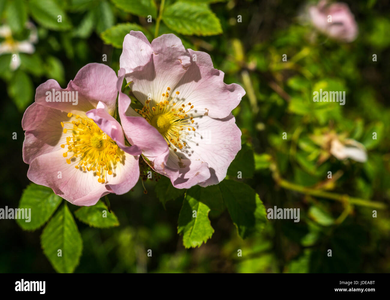 Nahaufnahme von rosa und gelb Wildhund Rose, Rosa canina, Blumen im Sommer, Großbritannien Stockfoto