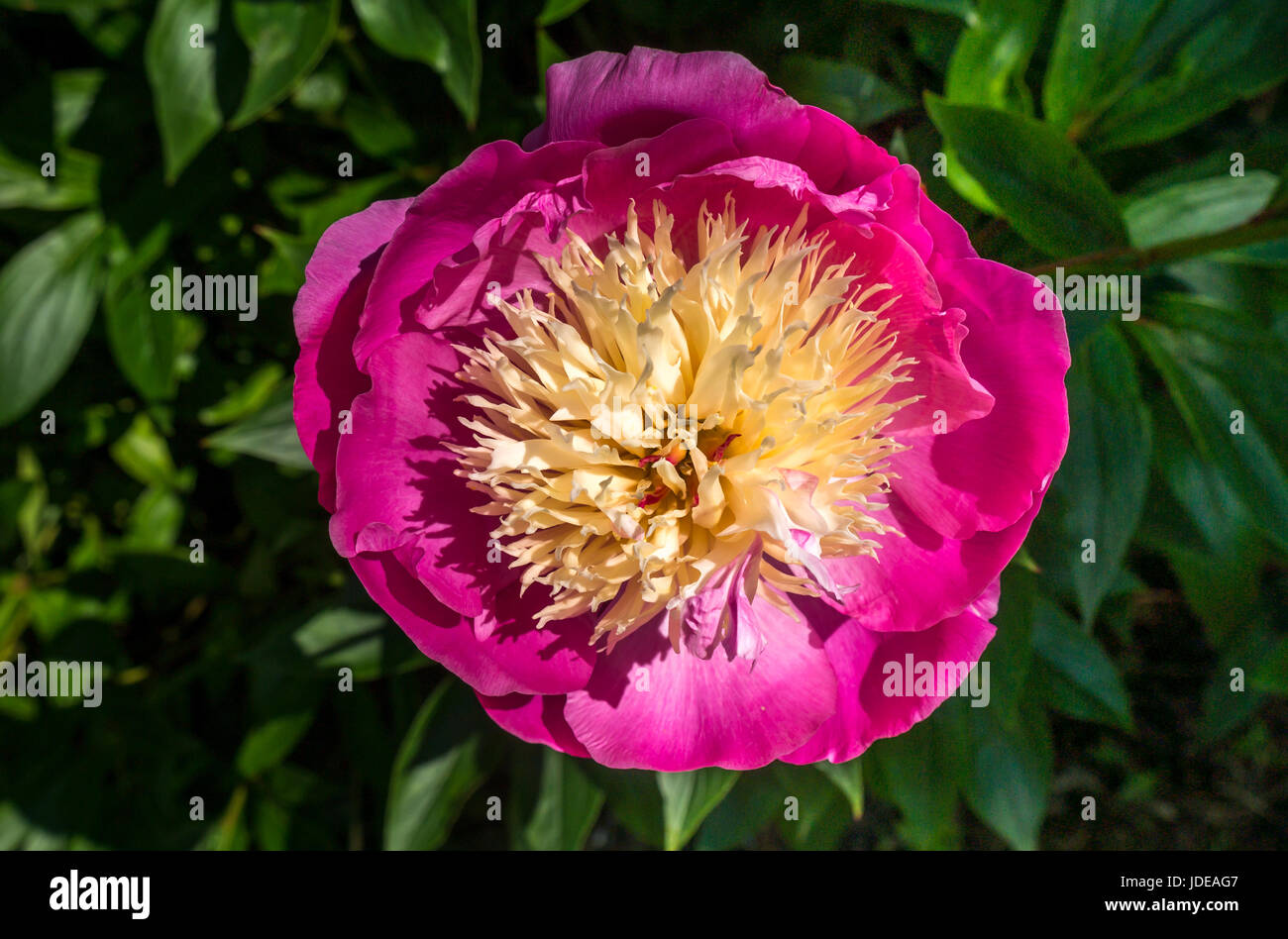 Gelbe Pfingstrose Stockfotos & Gelbe Pfingstrose Bilder Alamy