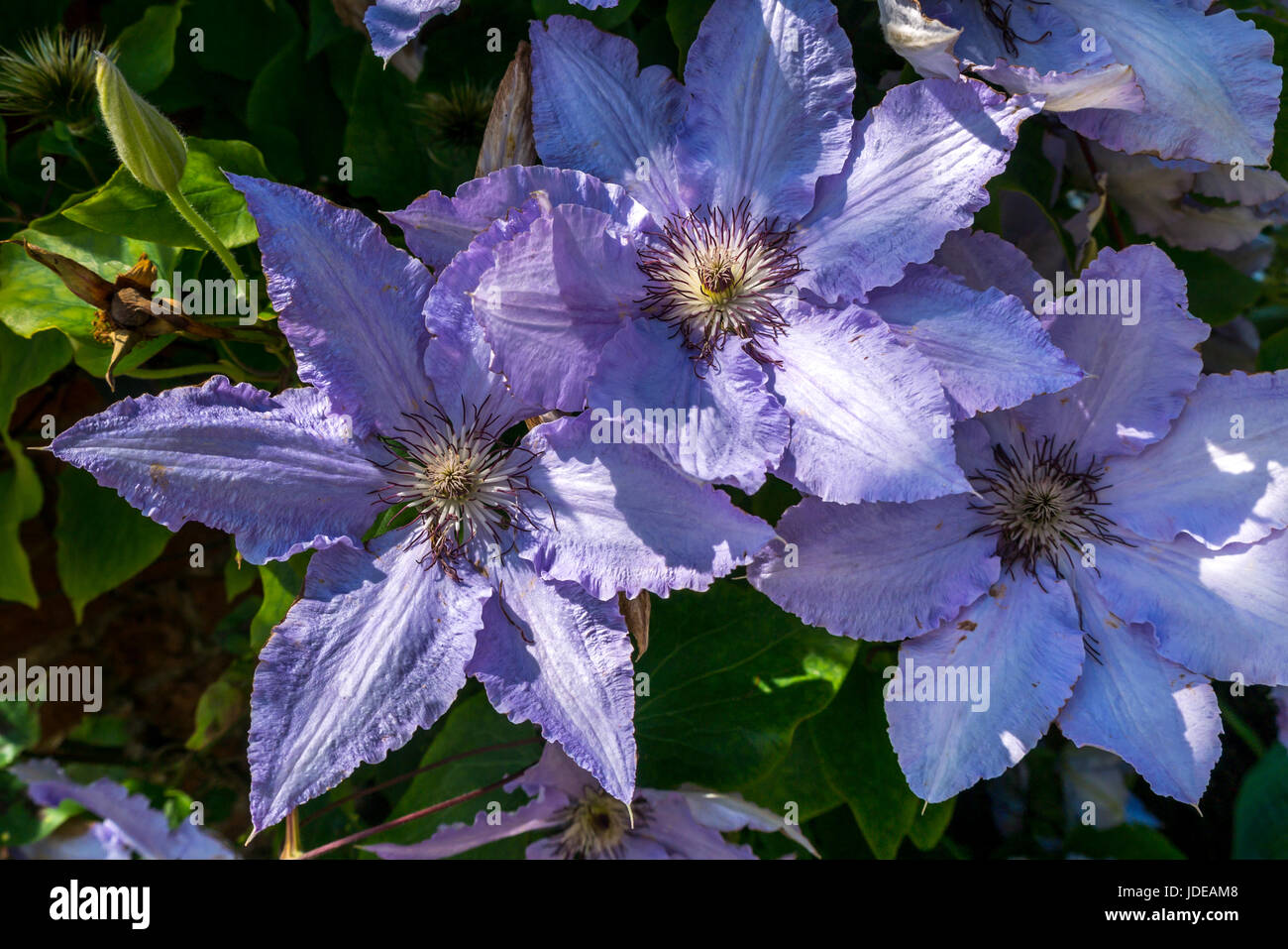 Nahaufnahme von Trio der violetten Clematis violet charm Blume East Lothian, Schottland, Großbritannien Stockfoto