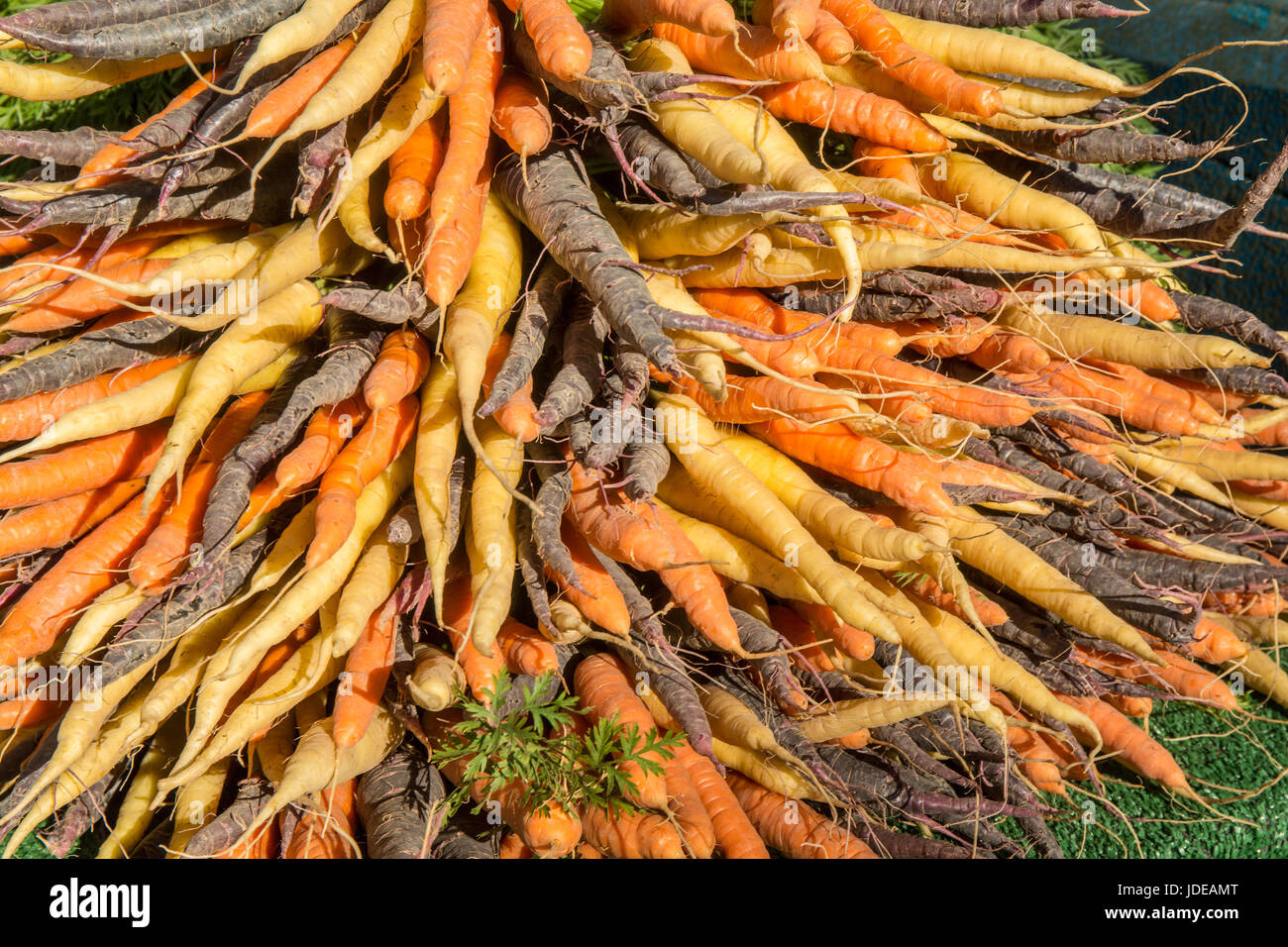 Haufen von organischen Regenbogen Karotten auf einem Bauernmarkt in Issaquah, Washington, USA Stockfoto