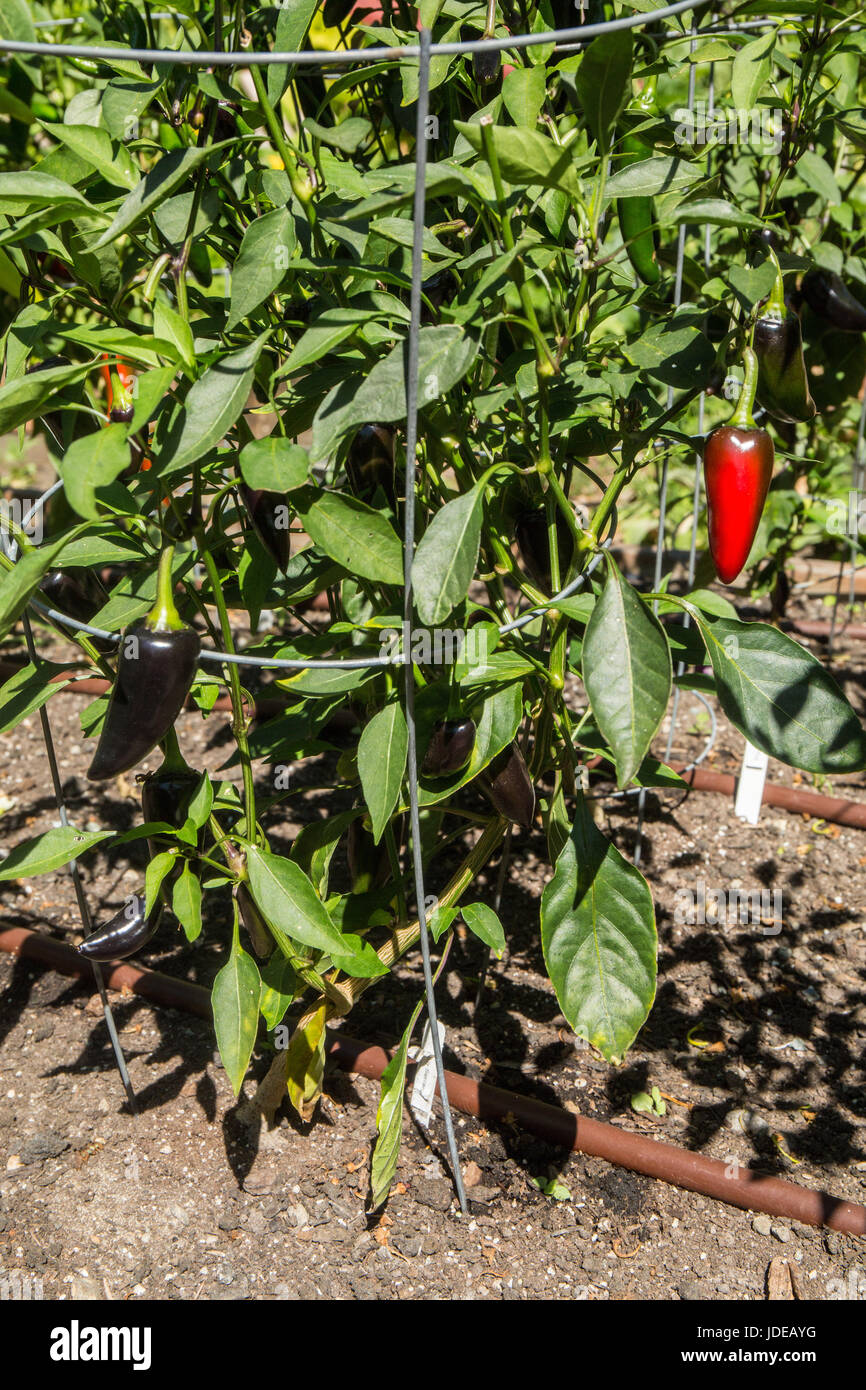 Lila Serrano Erbstück Paprika Pflanzen wachsen in Bellevue, Washington, USA.  Sie sind sehr heiß und in Salsas groß. Stockfoto