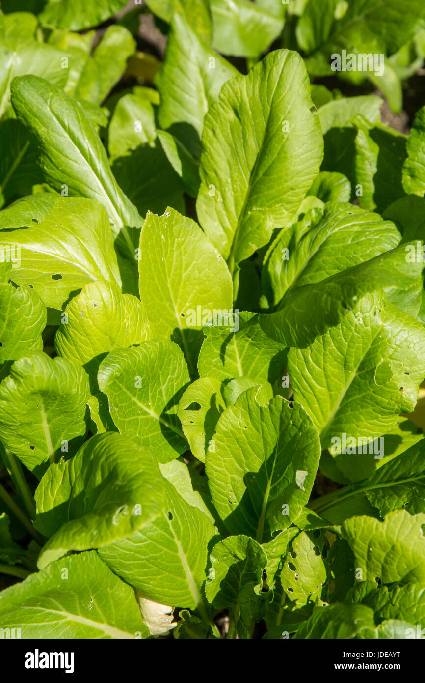 Komatsuna oder japanische Senf Spinat (Brassica Campestris), ein Blatt Gemüseanbau in Bellevue, Washington, USA. Stockfoto