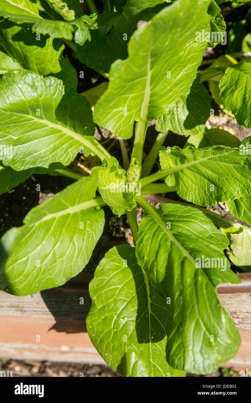 Komatsuna oder japanische Senf Spinat (Brassica Campestris), ein Blatt Gemüseanbau in Bellevue, Washington, USA. Stockfoto