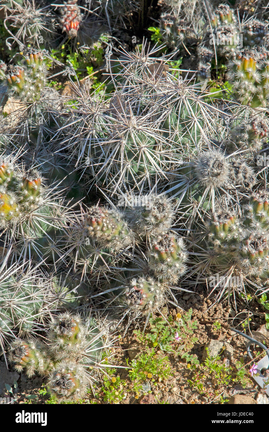 Pfarrei Club Cholla Grusonia parishi Los Angeles Botanischer Garten, California, United States 7 März 2008 Cactaceae Stockfoto