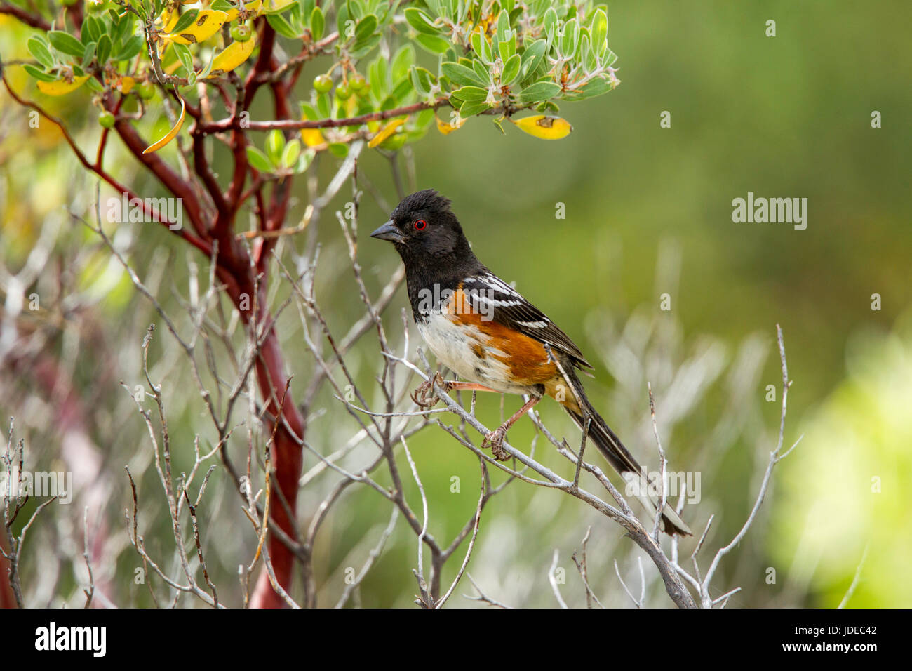 Gefleckte Towhee, Pipilo Maculatus Portal, Cochise County, Arizona, Vereinigte Staaten 1 Juni erwachsenen männlichen Emberizidae Stockfoto