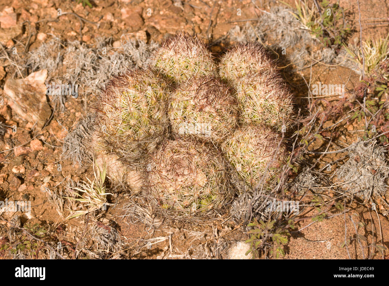 Bienenstock Cactus Escobaria vivipara Cactaceae auch bekannt als Vivipara Coryphantha geführt. Stockfoto