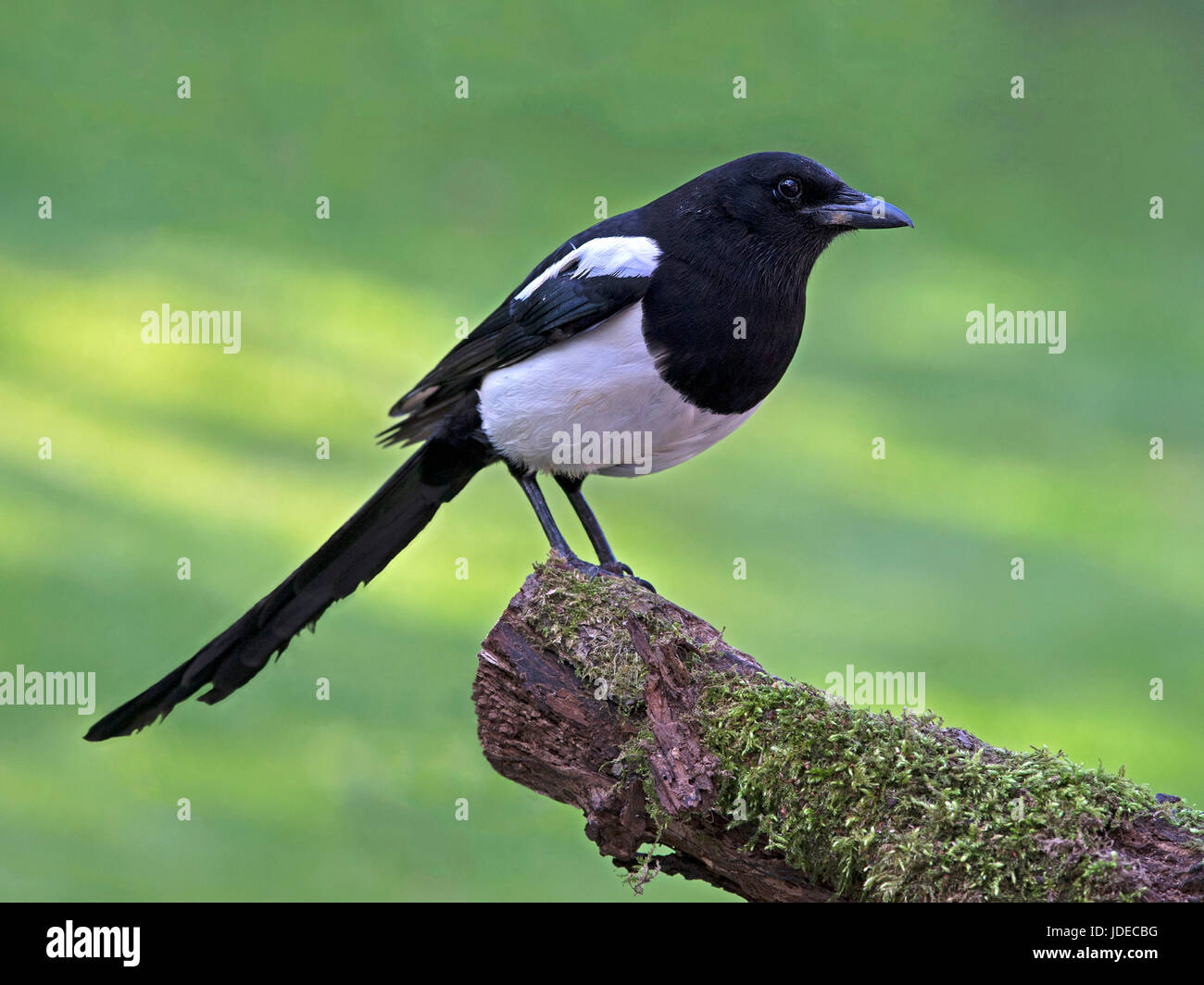 Europäische Elster thront auf Zweig Stockfoto