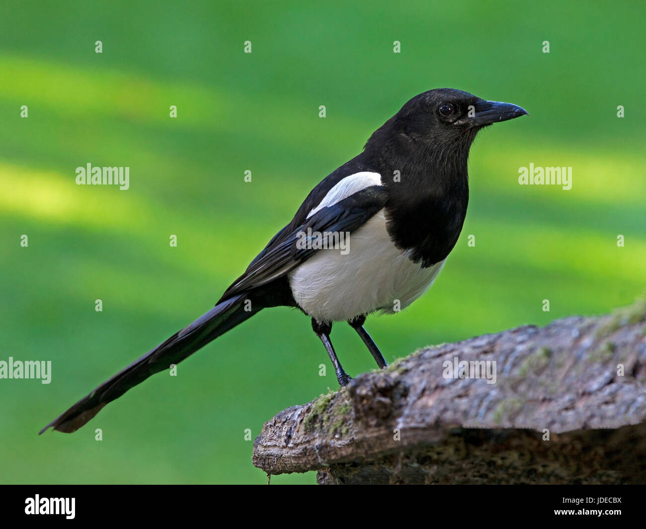 Europäische Elster thront auf Zweig Stockfoto