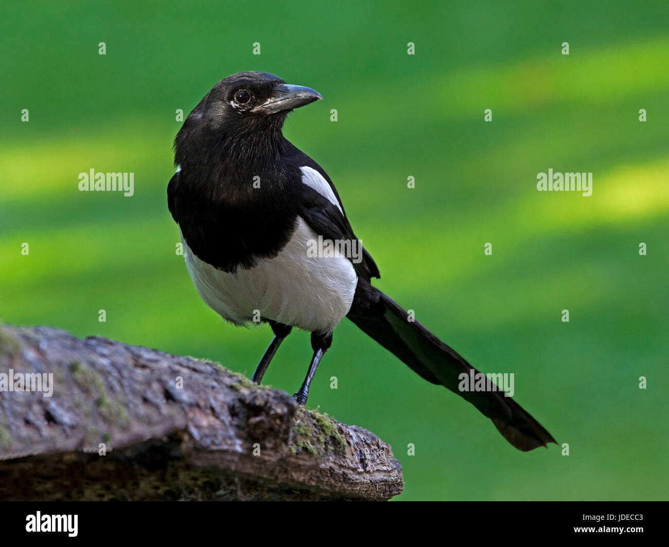Europäische Elster thront auf Zweig Stockfoto