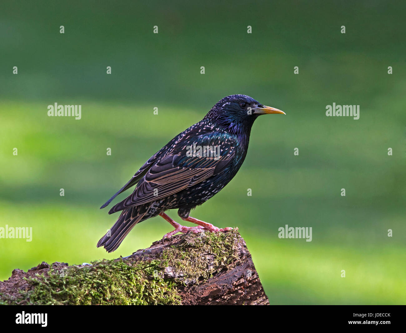 Gemeinsamen Starling thront auf einem Ast Stockfoto