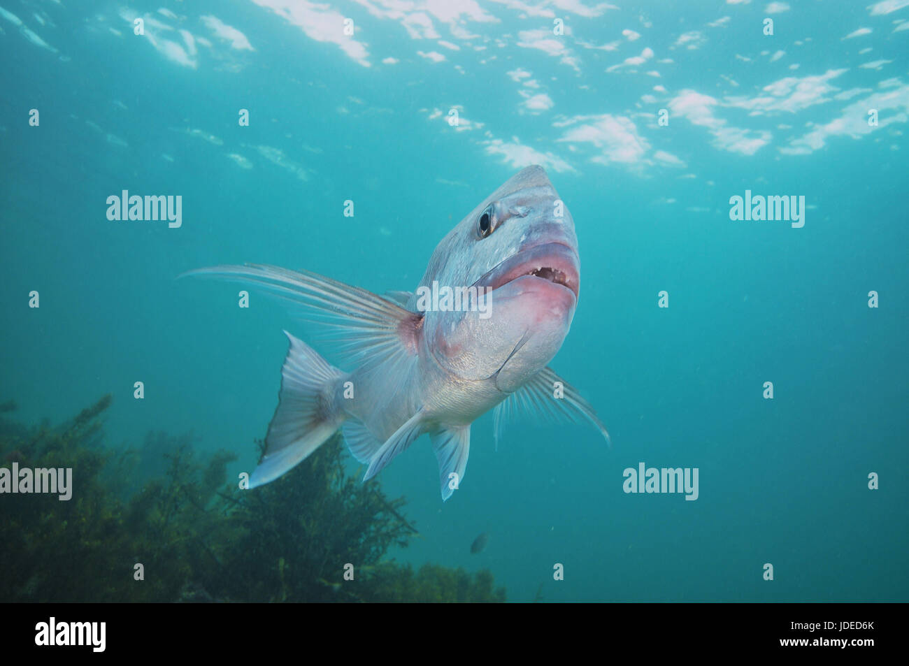 Frontalansicht des Erwachsenen australasian Snapper Pagrus Auratus mit Meeresoberfläche und Meer Unkraut im Hintergrund. Stockfoto