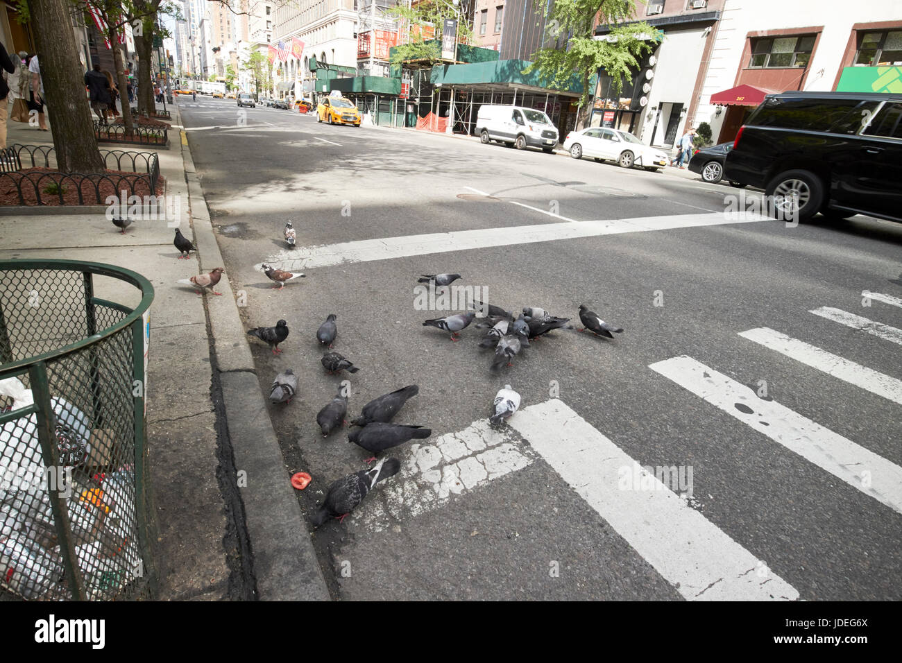 Herde von Tauben essen Abfälle von in der Nähe von Abfallbehälter auf street New York City Vereinigte Staaten Stockfoto