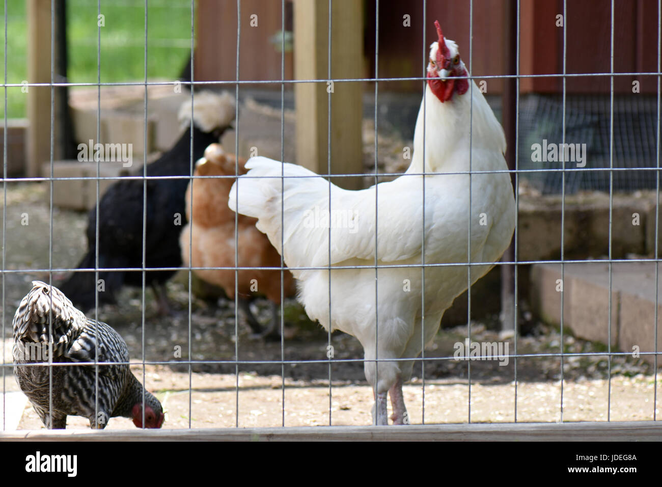 Ein Bündel von Hinterhofhühner und Hähne, die irgendwann aus Freilandhaltung genießen. Stockfoto