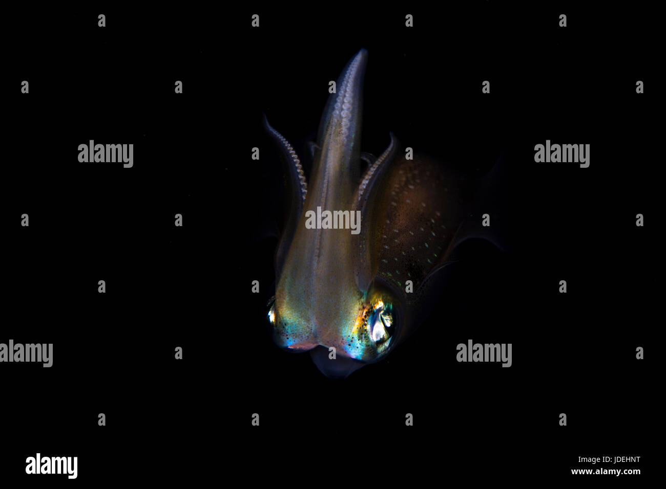 Bigfin Riff Tintenfisch in der Nacht, Sepioteuthis Lessoniana, Mikronesien, Palau Stockfoto