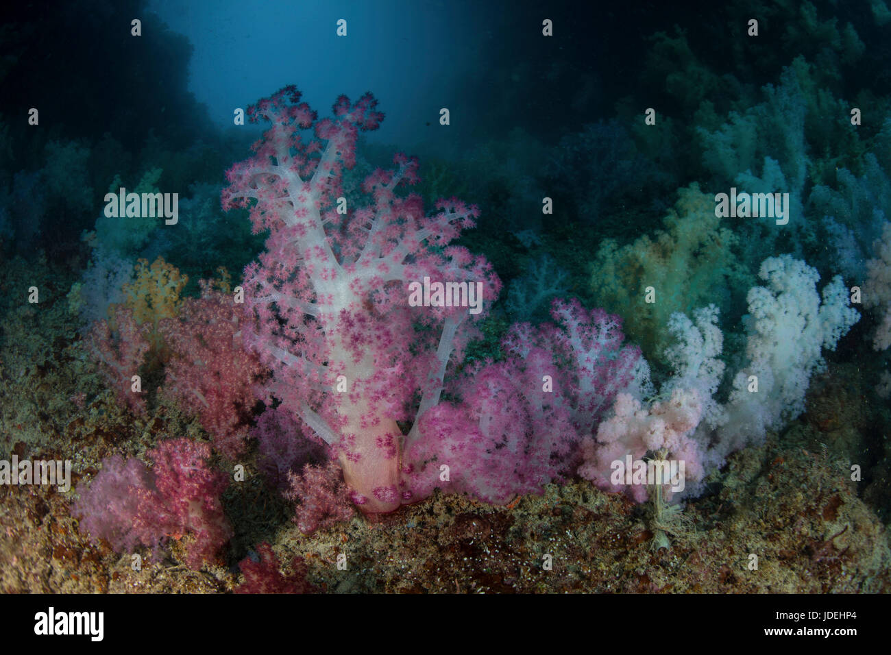 Farbige Weichkorallen, Dendronephthya, Mikronesien, Palau Stockfoto
