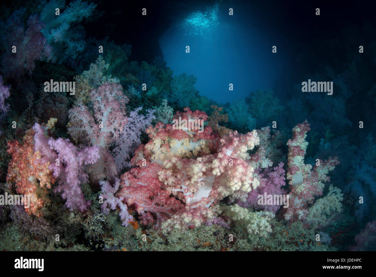 Farbige Weichkorallen, Dendronephthya, Mikronesien, Palau Stockfoto
