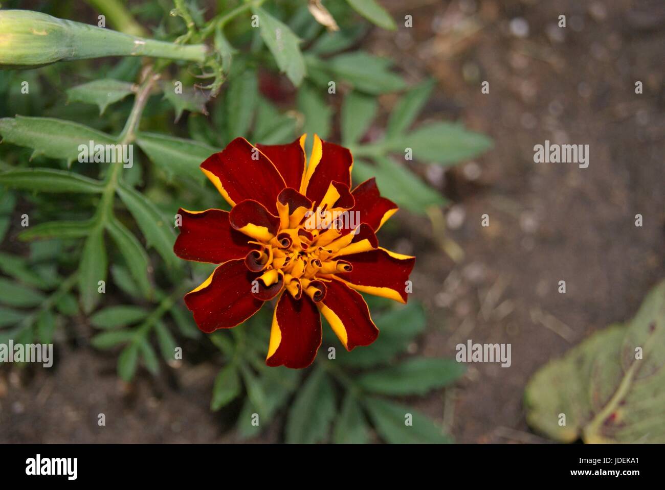 Wunderschöne Blume Stockfoto