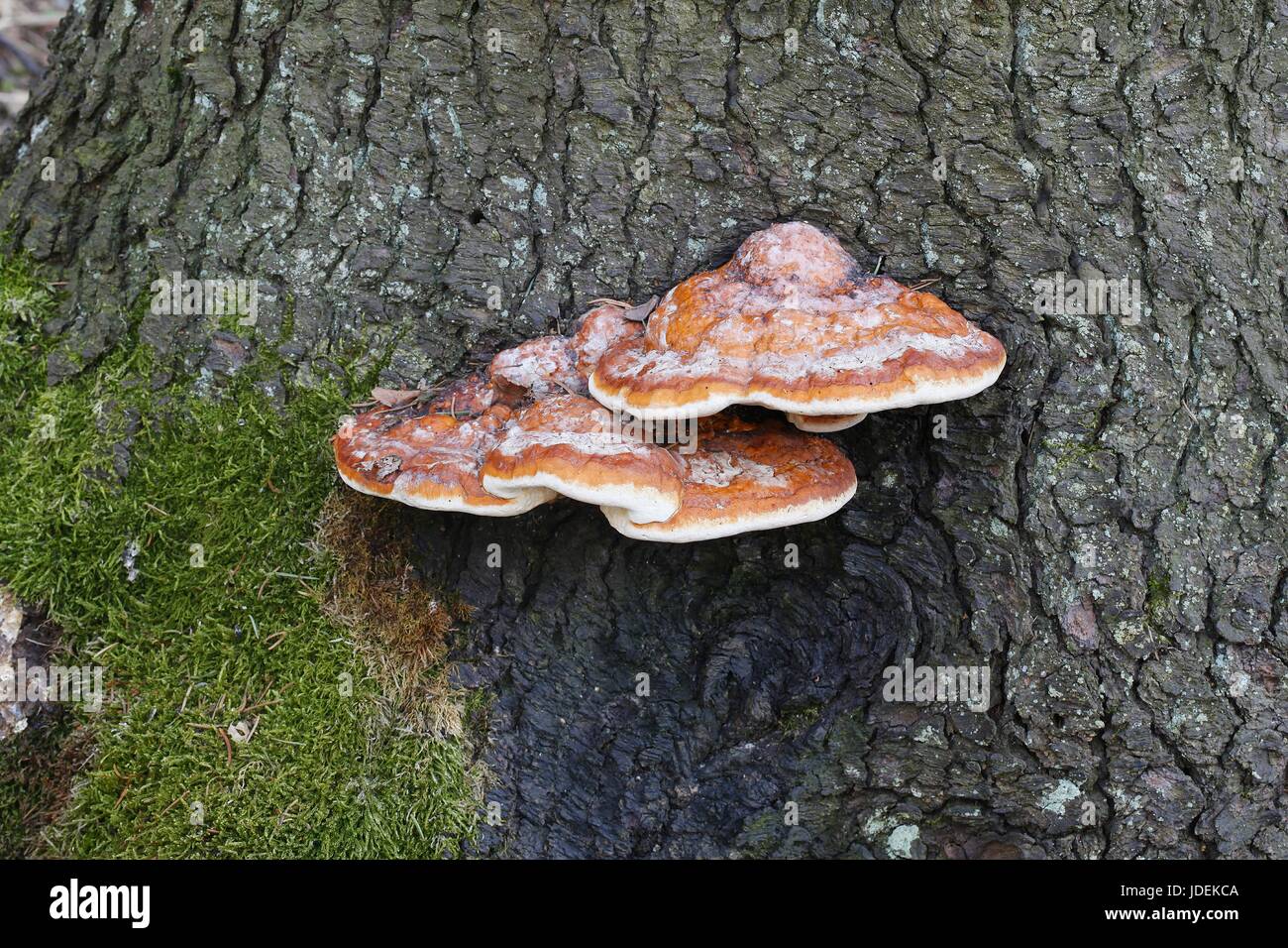 Roter Gürtel Conk, ein Stamm Verfall Pilz Stockfoto