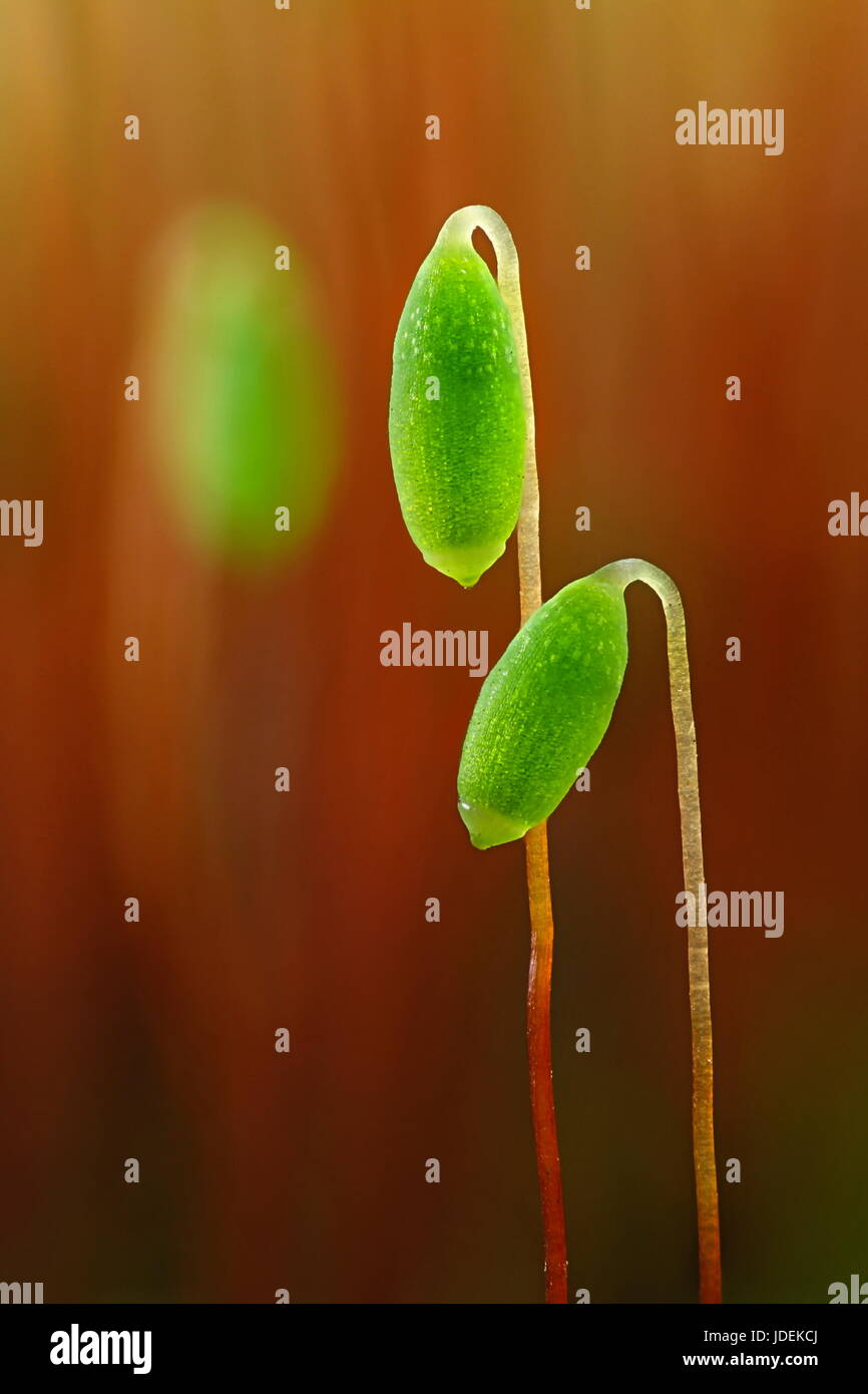 Spore Kapseln eines Mooses, Pohlia nutans Stockfoto
