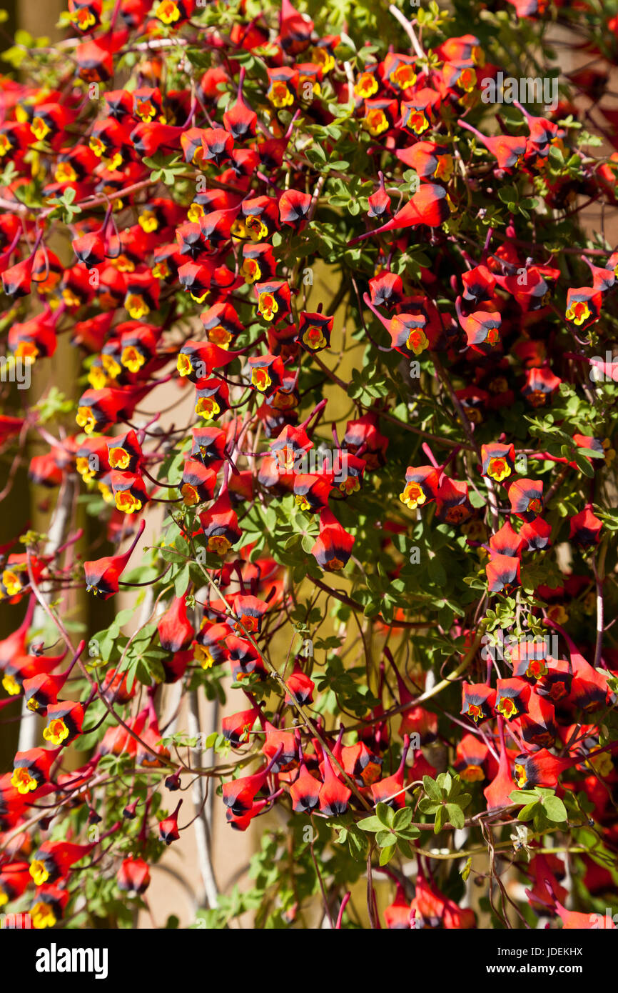 "Tropaeolum" "Tricolorum" Kletterer zu Pflanzen Stockfoto