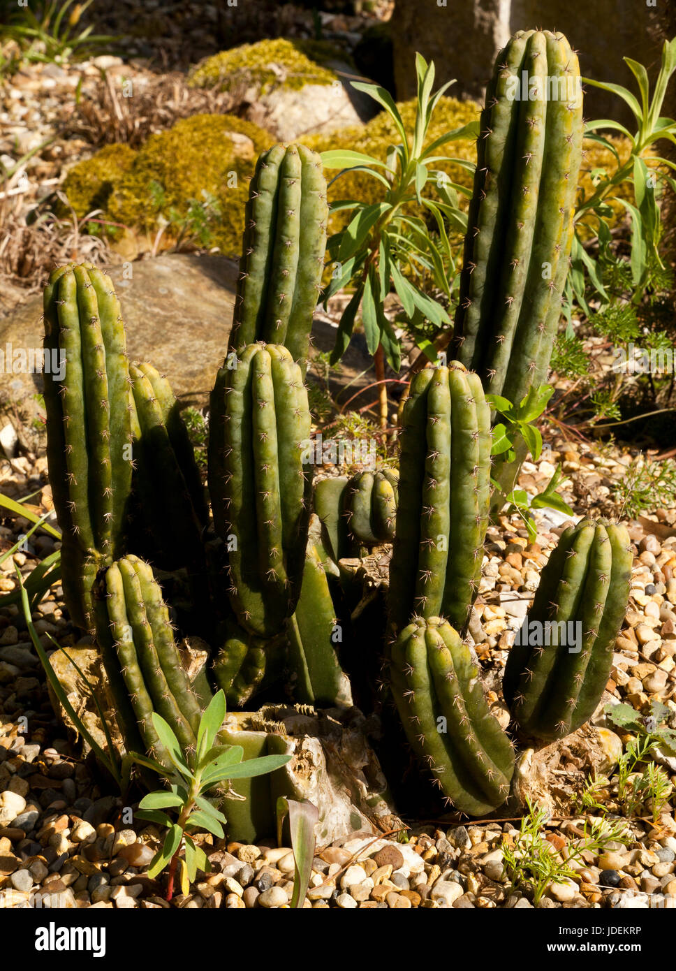 Heilender kaktus -Fotos und -Bildmaterial in hoher Auflsung  Alamy