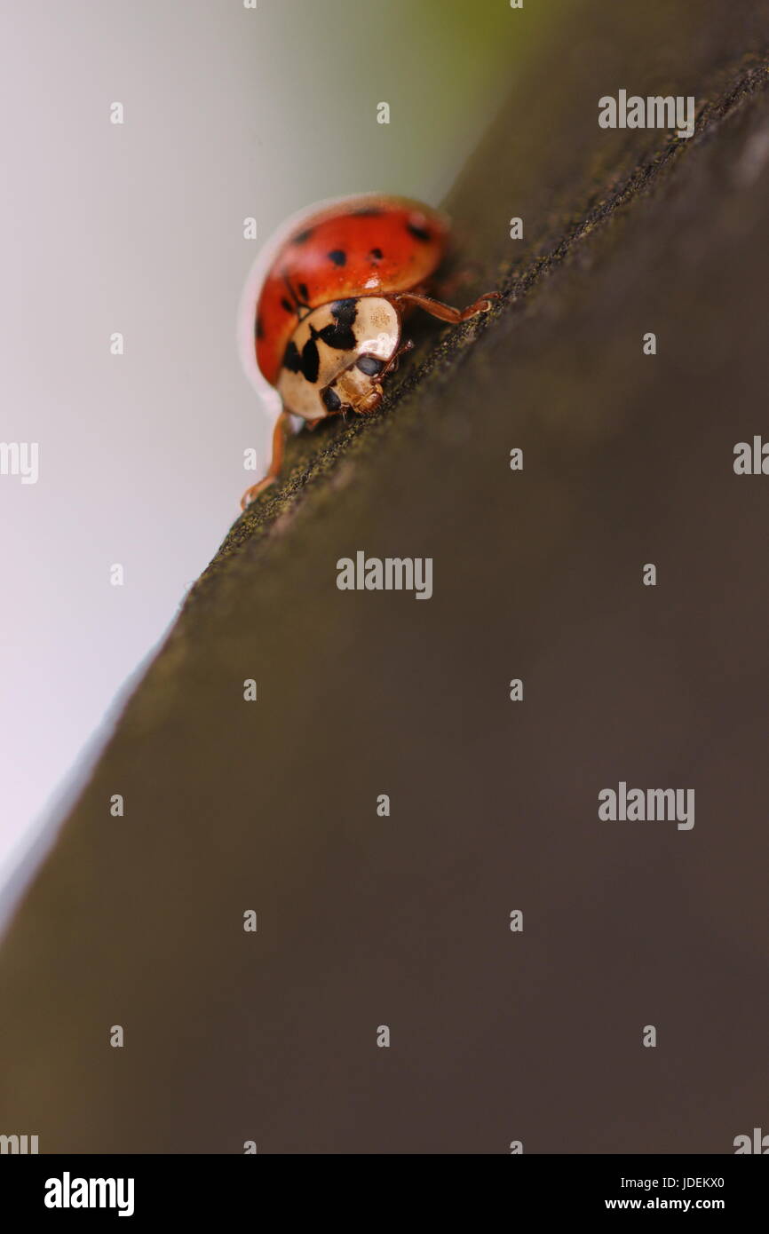 Nahaufnahme eines isolierten Coccinellidae Marienkäfer auf einem Zweig, sehr flache Tiefenschärfe, Shepperton, England, Großbritannien Stockfoto