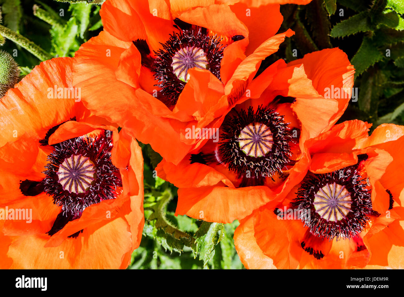 Rote Farbe Orange Mohn in voller Blüte; Papaveroideae; Papaveraceae; Salida; Colorado; USA Stockfoto