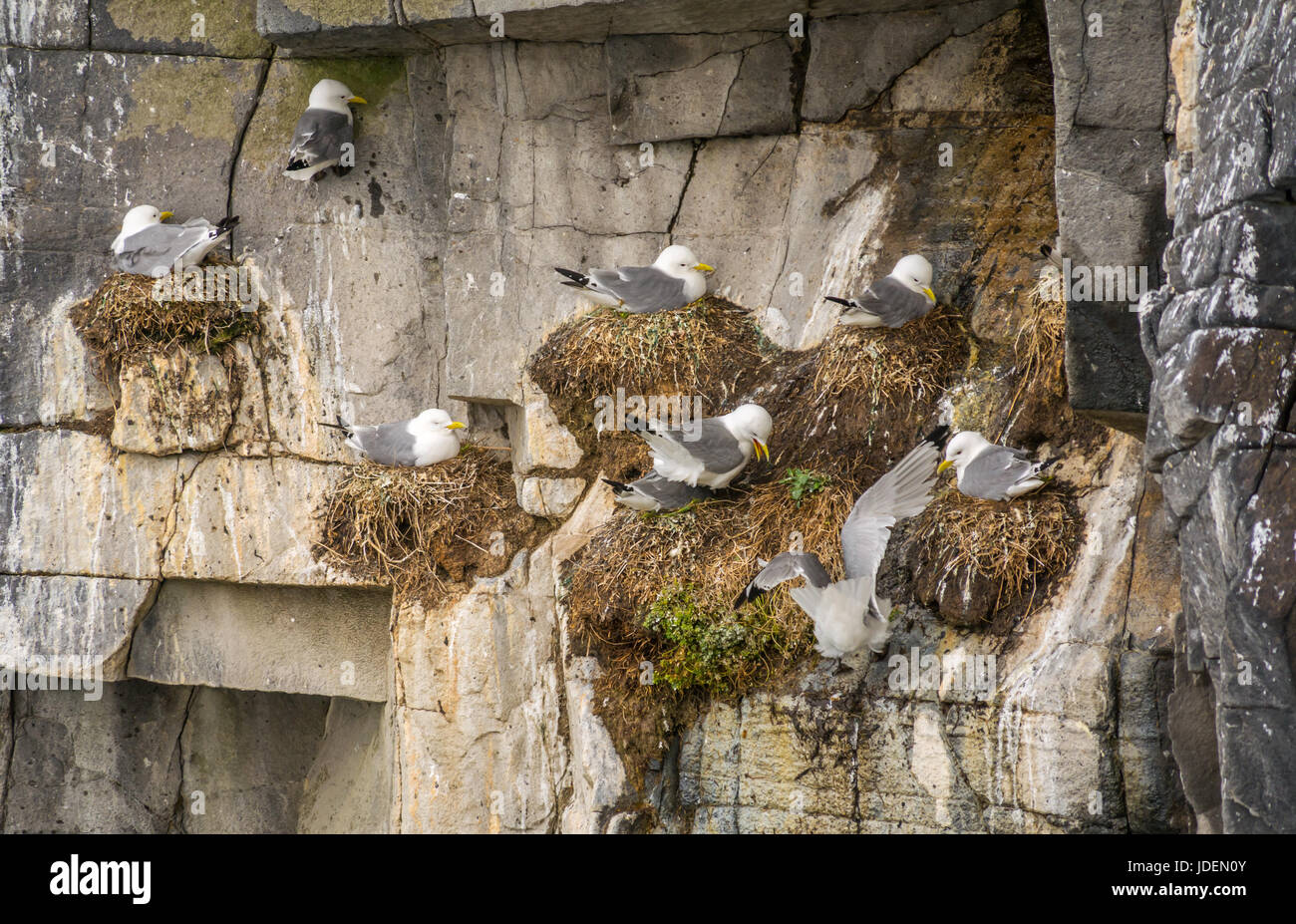 Gruppe der Dreizehenmöwen Rissa tridactyla, Nesting auf steilen Felsen, Insel, Erhabene, Schottland Stockfoto